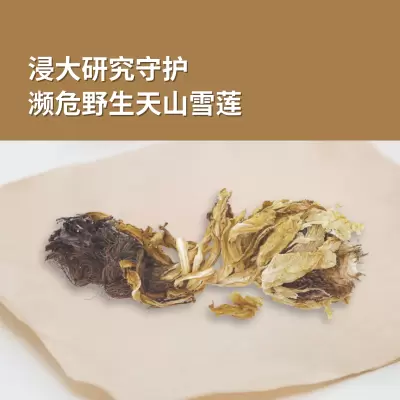 Research protects the endangered wild Saussurea involucrata (snow lotus)